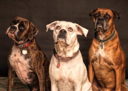 How Old Is Your Pet Really? The Science Behind Animal Years to Human Years